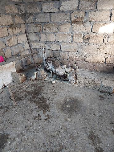 at satisi qiymetleri: Salam tovuzquşu balalari satilir. 1 ededi 40 manata — 2
