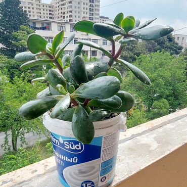 nar agaci: Pul ağacı (Crassula ). Qiyməti: 10 azn