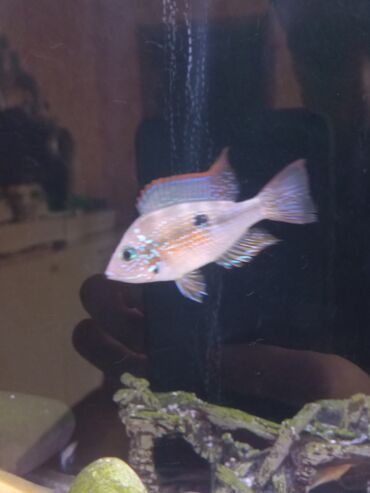 Balıqlar: Cixlid balığı, Sülhsevər — 9