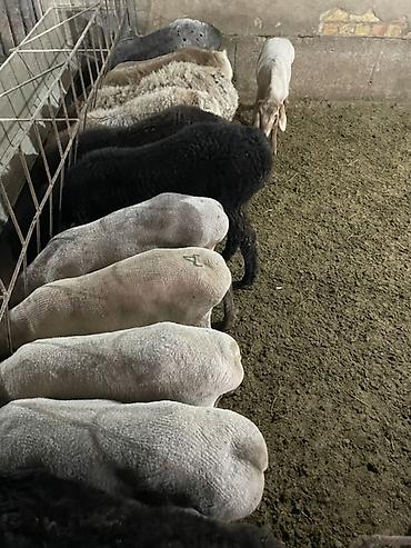 Баран, овца: Продаю | Овца (самка), Ягненок, Баран (самец) | На забой | Кастрированные — 10