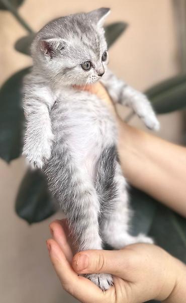 Pişiklər: Britan — 9