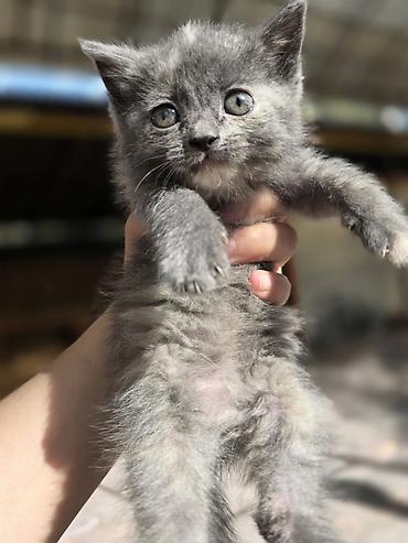 scottish fold: Котята, окрасы: черепаховый (чёрный с рыжими/кремовыми отметинами) и — 3