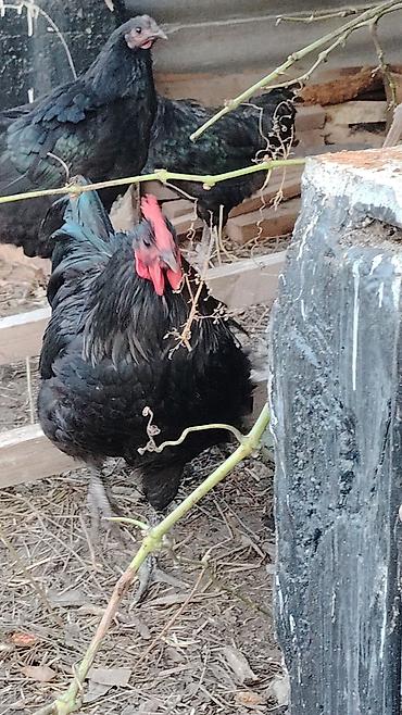 ağdam xoruz: Məhsul: Qara rəngli yerli xoruzlar (tünd yaşıl parıltılı lələklər) — 9