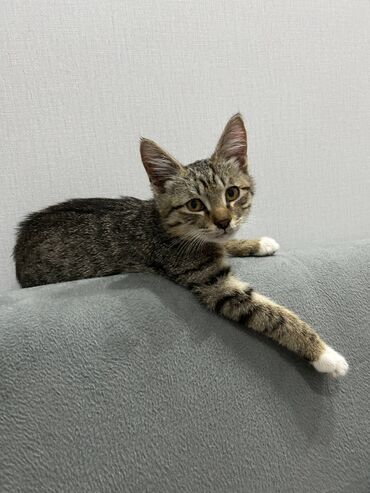 клеточное оборудование для кур несушек: Кошка даром: Беспородная, 4 месяца, Мальчик, Приучена к лотку