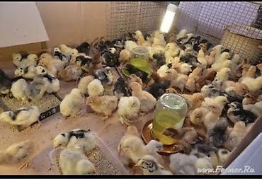 Куры, петухи: Продаю | Цыплята | Бройлерная — 6