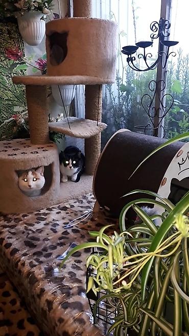 ищу котят: Кото-гостиница! Гостиница для котиков! Платная передержка кошечек — 8