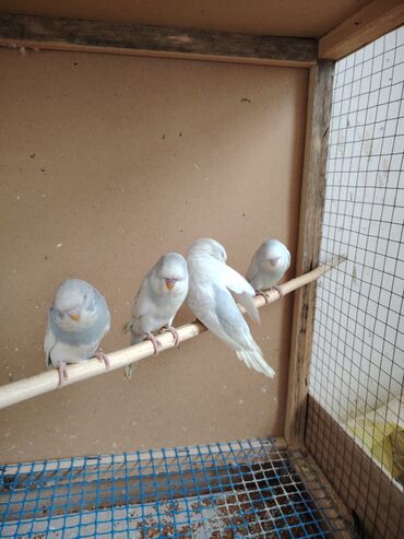 Tutuquşları: Çexlər tam sağlam quşlardı,ələ öyrətməyin tam vaxtıdı, iki üç — 2