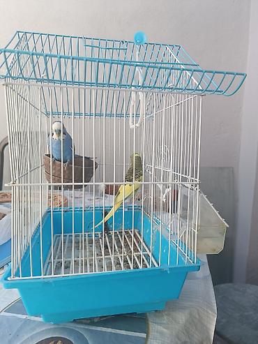 Dalğalı tutuquşu qəfəslə birlikdə Məhsulun tərkibi: - 2 ədəd dalğalı