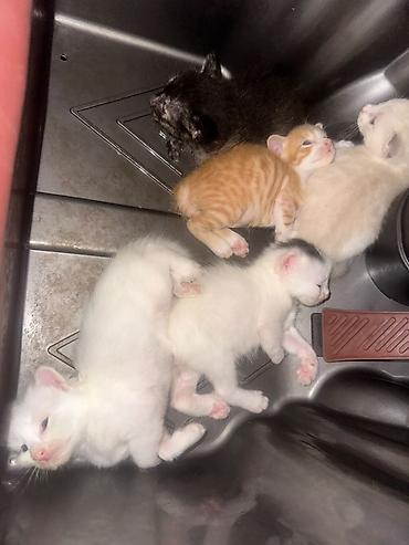 ağ pişikler: Sahiblenirler 5baladir ama Yaxsi baxa bilen pisiy incitmiyen yemey — 1