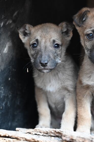 Отдам даром собаку: Собака даром: Дворняжка, 2 месяца, Самка — 6