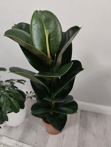 Папоротники: Калатея лонси калатея медальон — 1