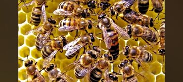 Мёд: Токтогулдун тоонун балы таза бал 100%кепилдик свиточний горные Мёд