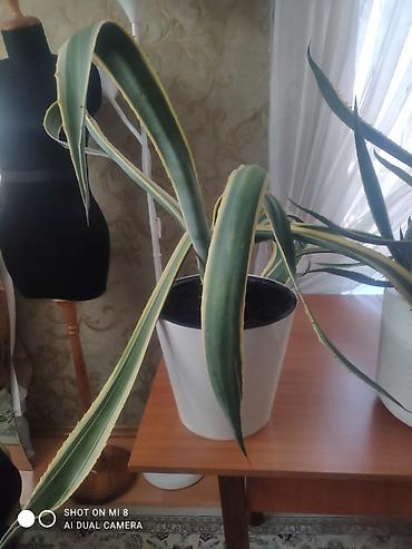 агава: Продаю комнатное растение агава цена — 5