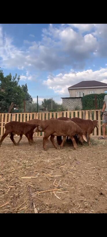 объявления о продаже собак: Продаю | Ягненок | Арашан | Для разведения | Племенные