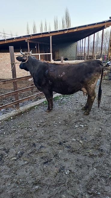 Коровы, быки: Продаю | Корова (самка) | Для разведения | Привязанные — 1