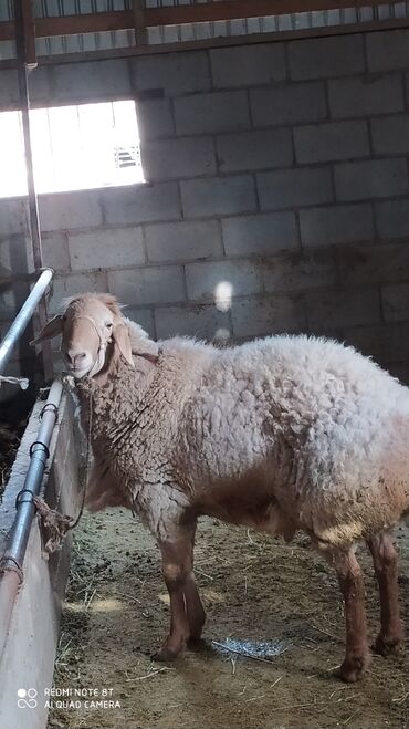 стрижка овец сокулук: Бараны, овцы