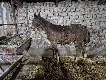 сколько стоит жеребёнок: Продаю | Жеребенок | Полукровка | Рабочий — 3
