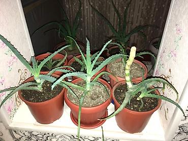 Алоэ: АЛОЭ Древовидные ("Столетники"). Возраст: от 3 лет и больше — 28