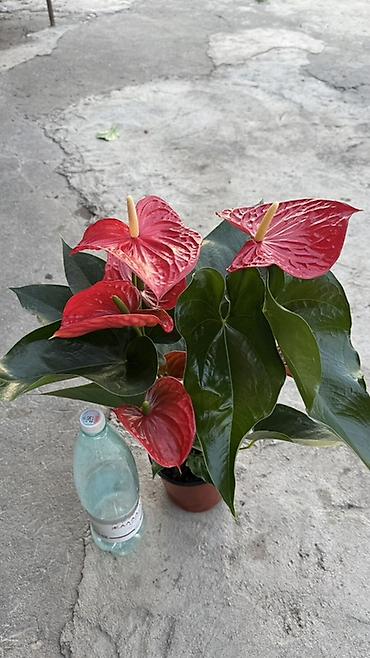 Комнатные и садовые растения в горшках - Антуриум (Anthurium) — 3