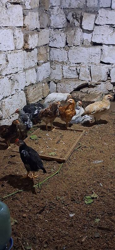 cuce satişi: Toyuq cücələri, Damazlıq — 5