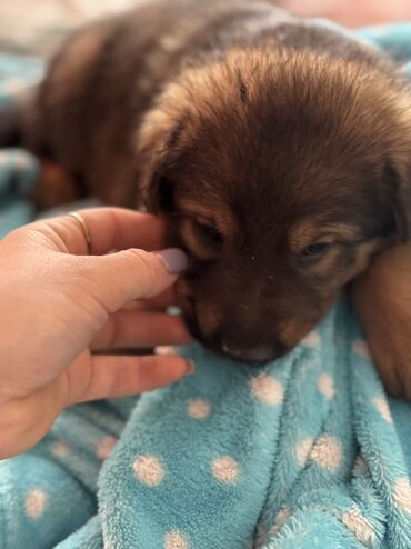 Продажа собак: Немецкая овчарка, 1 месяц, Самец