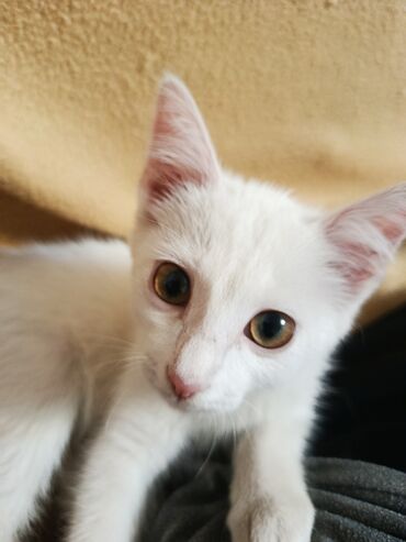 британская золотая шиншилла: Кошка даром: Ангорская, 3 месяца, Девочка, Метис, Приучена к лотку, Проглистована