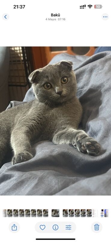 Pişiklər: Şotland — 1