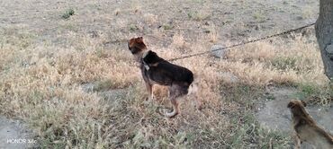 İtlər: 3 il, Erkek, Peyvəndli, Ünvandan götürmə — 6