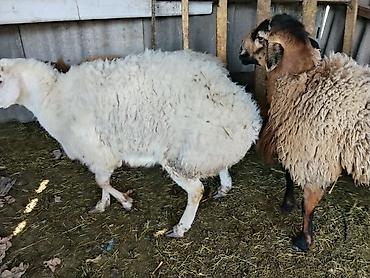 Баран, овца: Продаю | Баран (самец) | Гиссарская | Осеменитель — 6