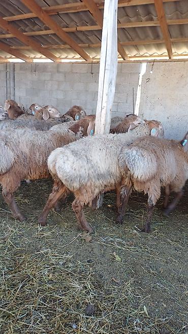 Продам с/х животных: Продаю | Баран (самец) | Арашан | На забой, Для разведения, Для шерсти | Племенные, Осеменитель — 3