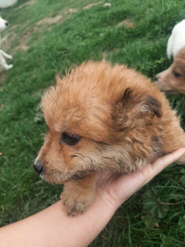 kotao na pelet: Poklanjaju se štenci mešanci maltezera stari 3 meseca 2 mužijaka i 1