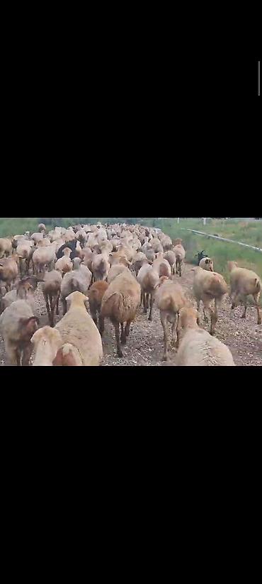Mal-qara: Dişi, il: 1, 60 kq, Damazlıq, Ünvandan götürmə — 5