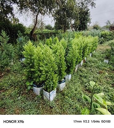 xolikan bitkisi: Thuja (Qızıl şam, leylandi tipli dekorativ iynəyarpaq) fidanları - — 1