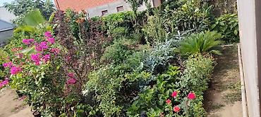ev gülleri ve adlari: Bağ və ev üçün dekorativ saksı bitkiləri - Sedum (sukulent): İncə — 10