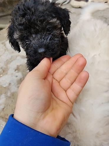 İtlər: Pudel — 14