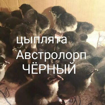 милые животные: Продаю | Цыплята