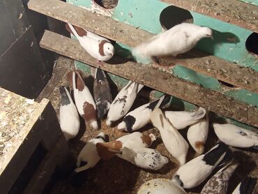 Göyərçinlər: Qırmızı boyun qırmızı quyruq 2 eded ikisidə qızğın erkek,Sarı boyun — 1