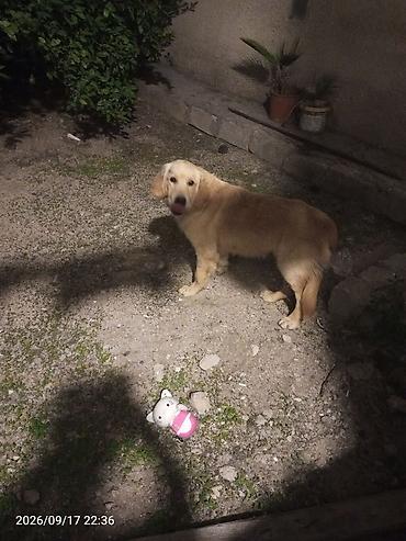 itlerin satişi: Retriever, 9 ay, Erkək, Ödənişli çatdırılma — 4