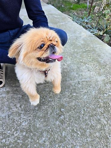 ag it: Pekines, 1 il, Dişi — 4