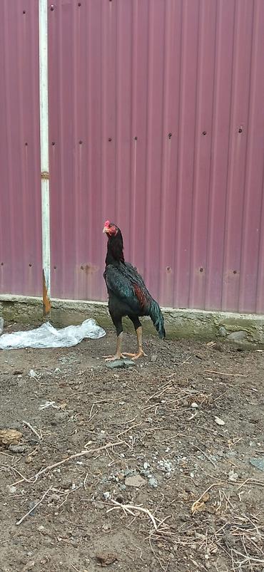 Птицы: На продажу два петушка дакан хороших кровей — 3