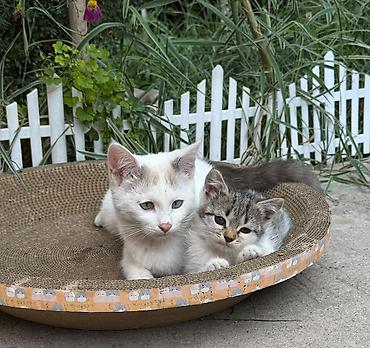 кошеи: Котята — домашние любимцы Описание: - Разные окрасы: белый с тёмным — 3