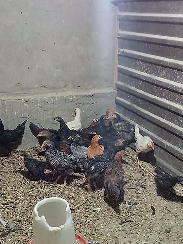 meyn kun qiymeti: 3 ay yarımlıq kənd cücələri. 4 manatdır — 1