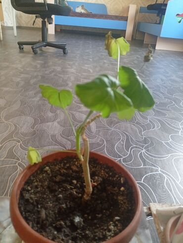 Другие комнатные растения: Представляем коллекцию комнатных растений, включающую несколько видов — 7