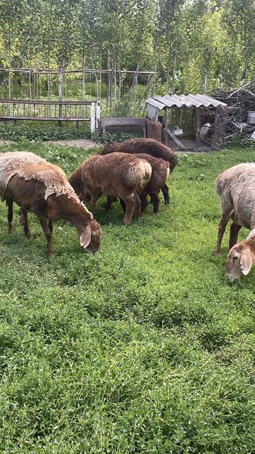 овца матки: Продаю | Овца (самка), Ягненок | Гиссарская, Арашан | Для разведения | Матка, Ярка