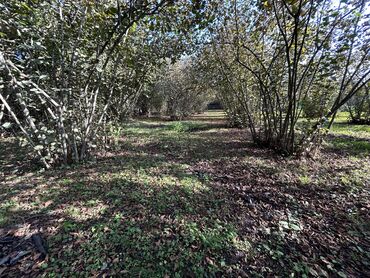 Torpaq sahələrinin satışı: 43 sot, Tikinti, Mülkiyyətçi, Kupça (Çıxarış) -da lalafo.az — 4 Torpaq sahələrinin satışı: 43 sot, Tikinti, Mülkiyyətçi, Kupça (Çıxarış) — 4