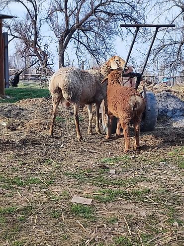 Баран, овца: Продаю | Овца (самка) | Арашан | Для разведения | Матка — 11