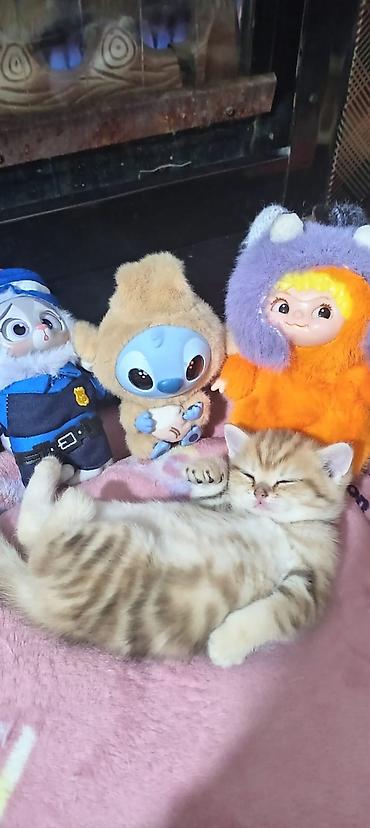 Pişiklər: Britan, Yaxşı əllərə — 17