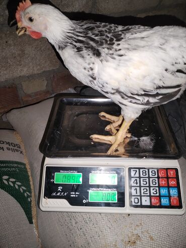 Ticarət tərəziləri: Məhsu:lcolpalar 46 günlükdür. 3 defe vaksin olub. Çəkiləri 700-980 — 7