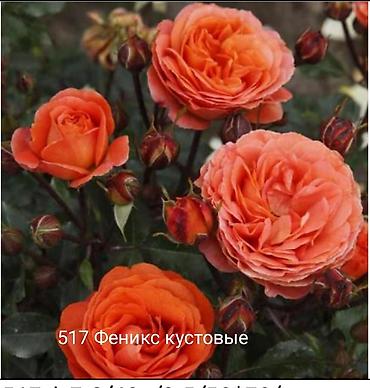 Rose saplings: Кустовые розы — сорта: - Э Шропшир Эд (№534): густомахровые — 17
