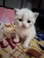 Pişiklər: Şinşilla, Dişi, Erkək — 5